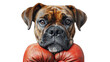 A dog is wearing boxing gloves and has its mouth over the gloves