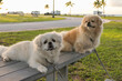 dogs standing on a campground picnic table