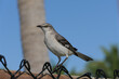 Florida Mockingbird (Mimus polyglottos) on fence