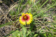 Blanketflower Florida Wildflower