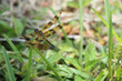 Tiger Striped Dragonfly in the grass