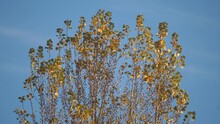 A Yellow Poplar Sways In The Wind