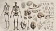 
Human skeleton & organs: 206 bones form structure & protection. Vital organs like heart, lungs, & brain maintain homeostasis, ensuring survival.