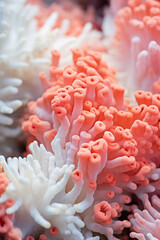 Closeup view of a coral cluster showing the transition from vibrant colors to stark white, illustrating the early stages of bleaching