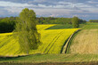 Krajobraz rolniczy, uprawy rzepaku w Europie, Polska. 