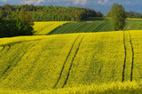 Fototapeta  - Krajobraz rolniczy, uprawy rzepaku w Europie, Polska. 