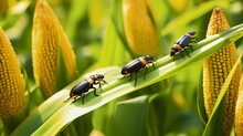 Infestation Of Beetles On Young Corn Plants, Illustrating The Severe Threat These Insects Pose To Agricultural Productivity
