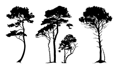 Wall Mural - Pine tree silhouette, Minimal style, Side view, set of graphics trees elements outline symbol for architecture and landscape design. Vector illustration, Pinus Sylvestris