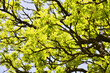 Kastanienbaum mit frischen leuchtenden Laub