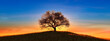 Singular Tree on Hilltop at Sunset with Vibrant Sky Gradient