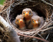 Young Pink Robin fledglings waiting for food in their nest, emphasizing the early stages of life in a natural setting