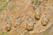 Five ladybug exuviae pupa exoskeletons grouped on tree, nature Springtime pest control.