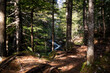 © Akela - from alp to alp/Stocksy - water in enchanted forest