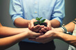 © peopleimages.com - Group, hands and nature of plant, growth and team with support, sustainability and leaves with soil. Collaboration, carbon capture and community of business people, palms and development in company