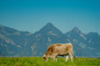 Cows are grazing on Alpine meadow. Cattle pasture in a grass field.