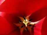Fototapeta Tulipany - Czerwone tulipany