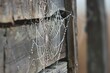 : A delicate spider web, bejeweled with morning dew, in the corner of an old barn.