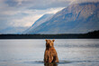 © Paul Tessier/Stocksy - Brown Bear and Mountains