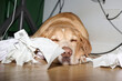© Guille Faingold/Stocksy - Sleeping Dog with Crumpled Receipts