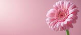 Beautiful pink gerbera flower background