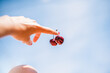 © Sandra Ramos/Stocksy - Cherries