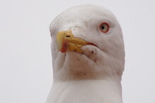 White Seagull Portrait