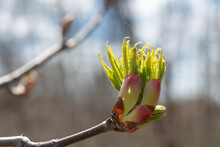 Tree Bud Slowly Unfurls In Spring