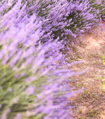 Wall Mural - Lavender bushes closeup on sunset. Sunset gleam over purple flowers of lavender. Provence region of France.