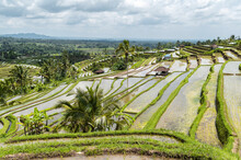 Rice Paddy Terraces In Bali