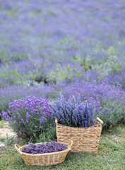 Poster - Harvesting season. Lavender bouquets and basket.