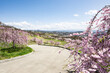 満開の桜が咲く丘の上から眺める小諸市の街並み