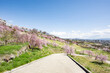 満開の桜が咲く丘の上から眺める小諸市の街並み