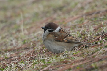 Wall Mural - eurasian tree sparrow in a field