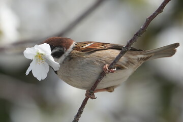 Wall Mural - eurasian tree sparrow in a field