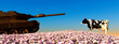 Tank and Cow Standoff in a Field of Pink Blooms Under Clear Skies