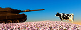 Fototapeta Zwierzęta - Tank and Cow Standoff in a Field of Pink Blooms Under Clear Skies