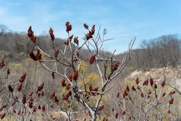 Canvas Print - close-up of old staghorn sumac drupes