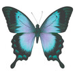 Ulysses butterfly png clipart, aesthetic insect illustration on transparent background