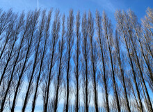 Row Of Poplars