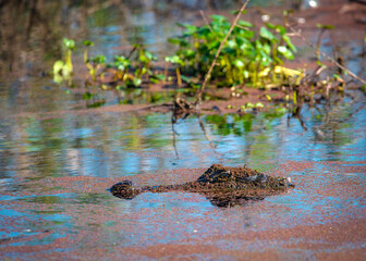 Wall Mural - Mud Gator at Brazos Bend State Park