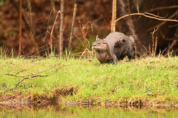 Wall Mural - North American River Otter on shore along edge of a river