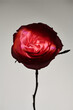 © Irina Bo/Stocksy - rose in contrasting light and shadow on Neutral Background