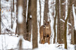 White-tailed deer (Odocoileus virginianus) standing with mouth open in a Wisconsin forest