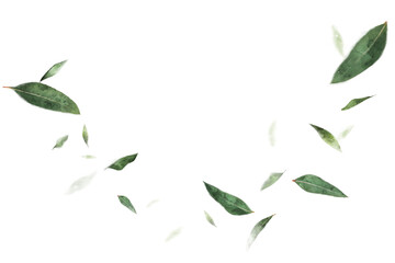 Floating leaves png, nature border collage element, transparent background