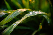 © Balazs Kovacs/Stocksy - Water drops on grass