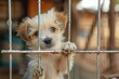 sad stray puppy in animal shelter cage abandoned dog waiting for adoption animal rescue concept