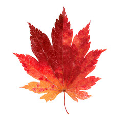 Wall Mural - Autumn maple png leaf sticker, season aesthetic on transparent background