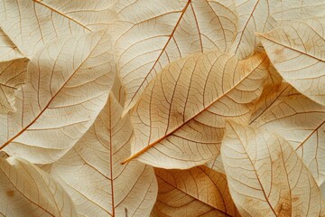 Wall Mural - Close up of Fiber structure of dry leaves texture background. Cell patterns of Skeletons leaves, foliage branches, Leaf veins abstract of Autumn background - generative ai