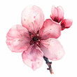 cherry blossom, single flower, watercolor Clipart, white background