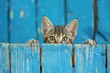 tabby kitten peeking over blue wooden background pet adoption concept